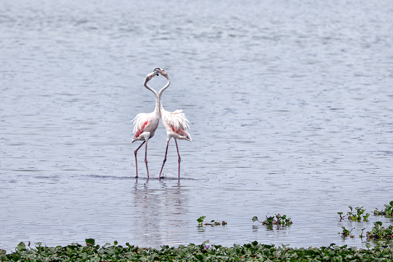 Flamingo-VII