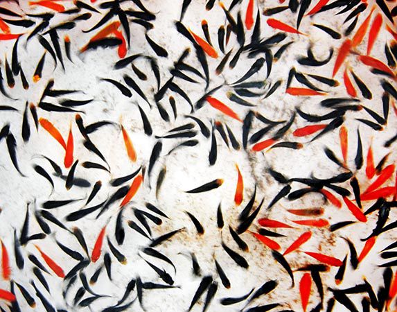 1ST PRIZE: Sirsendu Gayen