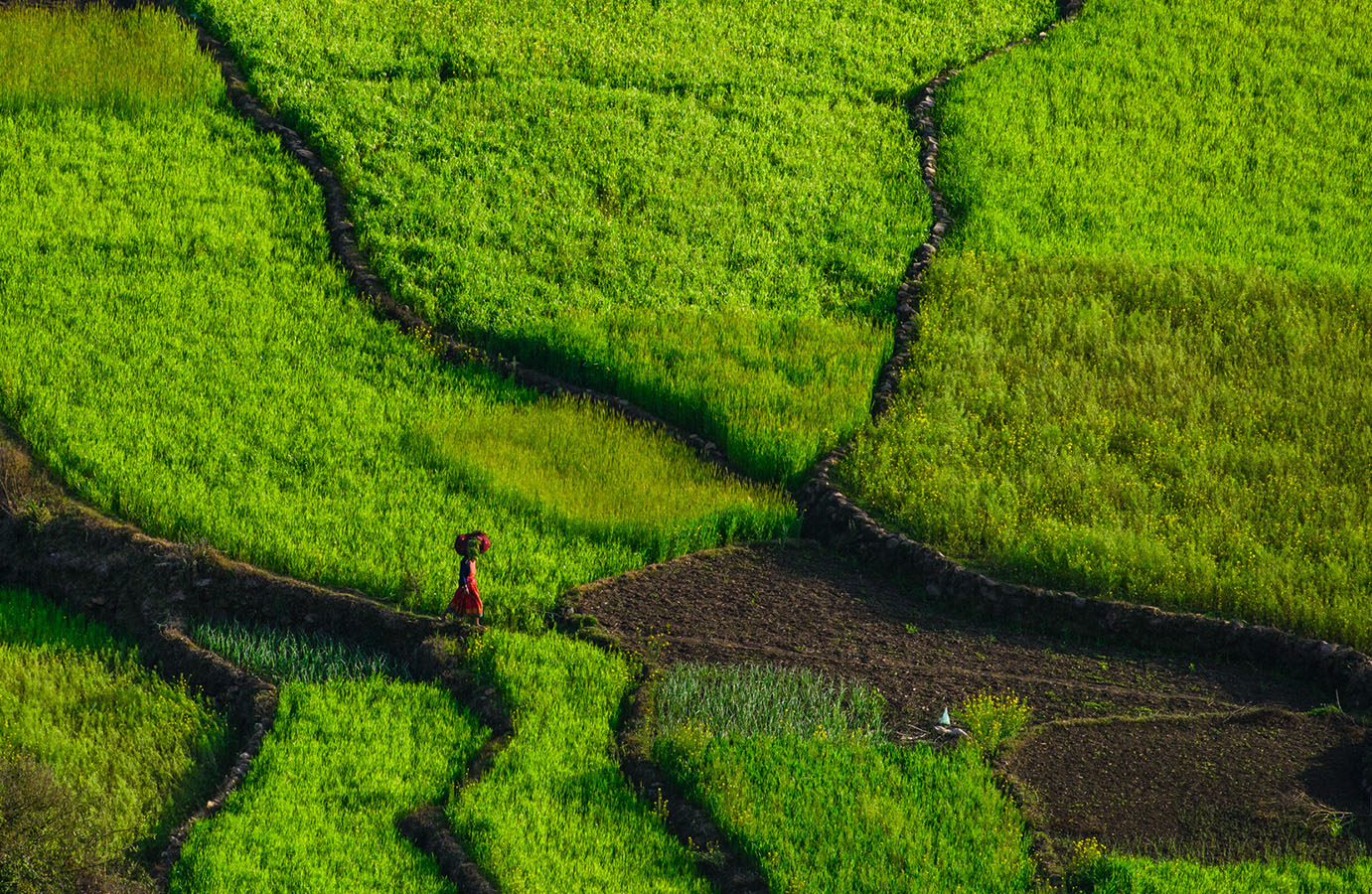 3rd PRIZE: Anitha Mysore